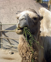 Camello_zoo_parque_oasys