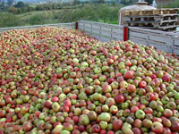 Recogida-manzanas-1-llagar-sidra-gijon-asturias
