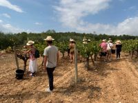 Bodega-cava-agusti-torello-penedes-07