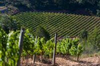 Bodega-cava-agusti-torello-penedes-09