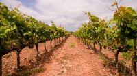Bodega-cava-agusti-torello-penedes-10