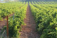 Bodegas-nodus-valencia-004