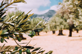 Catas de aceite de oliva