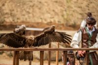Cetreria-reyes-2-puy-du-fou-toledo