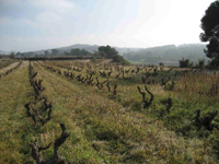 Clos_vinedocepas