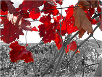 Enoturismo-hojas-rojas-bodega-casa-del-valle