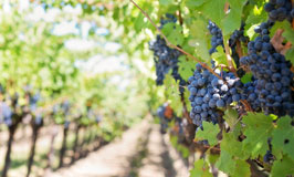 Visitas a bodegas y comida en La Rioja