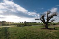 Jardin-1-restaurante-bodegas-torres