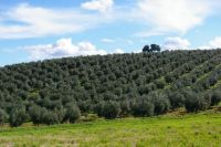 Olivar-1-almazara-pontezuela