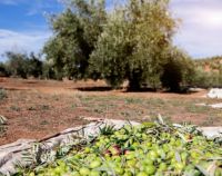Olivar-3-almazara-oro-bailen