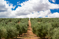 Paisaje-olivar-1-finca-pontezuela-toledo
