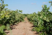 Vinedo-01-bodega-alfredo-santamaria-valladolid