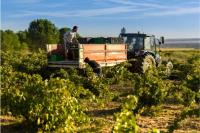 Vinedo-1-bodegas-piedra-toro-zamora