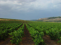 Vinedo-bodegas-protos