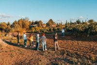 Vinedos-01-bodega-alfredo-santamaria-valladolid