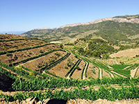 Vinedos-1-bodega-buil-gine-priorat