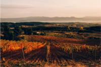 Vinedos-1-bodega-prada-a-tope-bierzo-leon