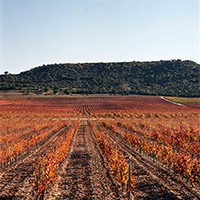 Vinedos-2-abadia-retuerta
