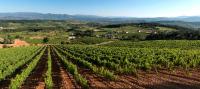 Vinedos-2-bodega-prada-a-tope-bierzo-leon