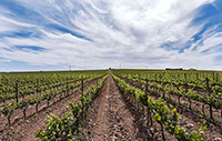 Vinedos-2-bodega-sommos