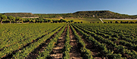 Vinedos-3-abadia-retuerta