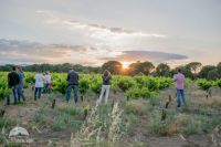 Vinedos-4-bodega-moradas-san-martin