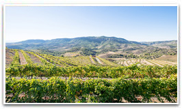 Visitas a bodegas y comida en Priorat