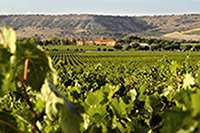 Vista-desde-vinedos-abadia-retuerta