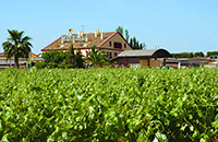 Vista-exterior-desde-vinedos-hotel-sol-i-vi
