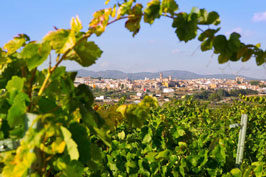 Visitas a bodegas y comida en Utiel-Requena