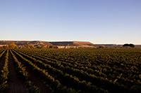 Vistas-abadia-retuerta